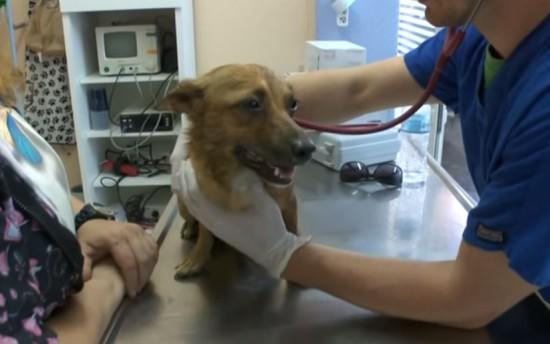 Κτηνίατροι από το Λονδίνο ήρθαν στην Ελλάδα για να βοηθήσουν με τα αδέσποτα σκυλιά στην Κυλλήνη