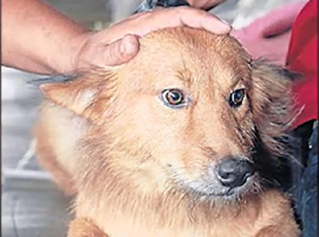 tilestwra.com | Αυτό το σκυλάκι έσωσε ένα μωρό από το θάνατο! Διαβάστε την απίστευτη ιστορία