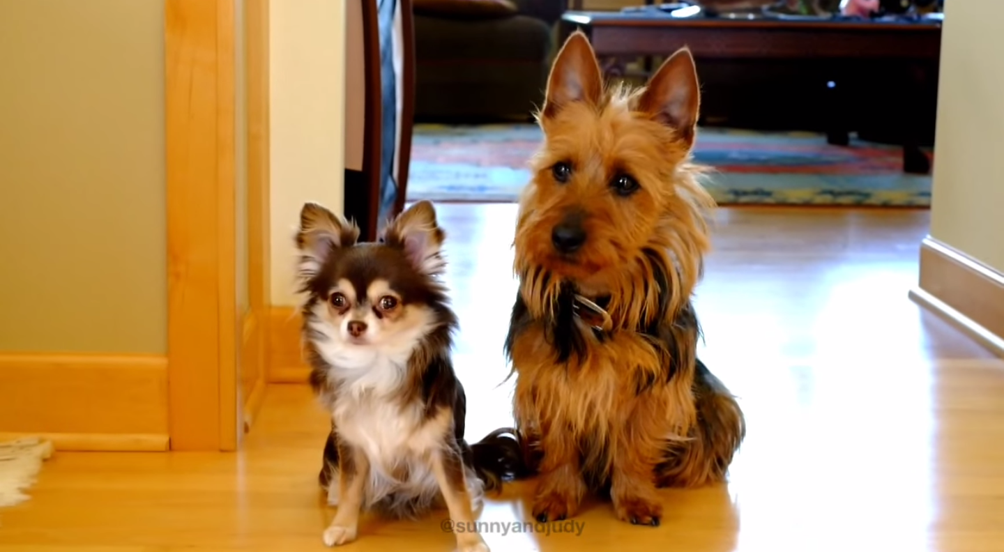 Την «έδωσε» στεγνά! ΔΕΙΤΕ την απάντηση της σκυλίτσας όταν τις ρώτησε η αφεντικίνα «ποια τα… έκανε στη κουζίνα»! (βίντεο)