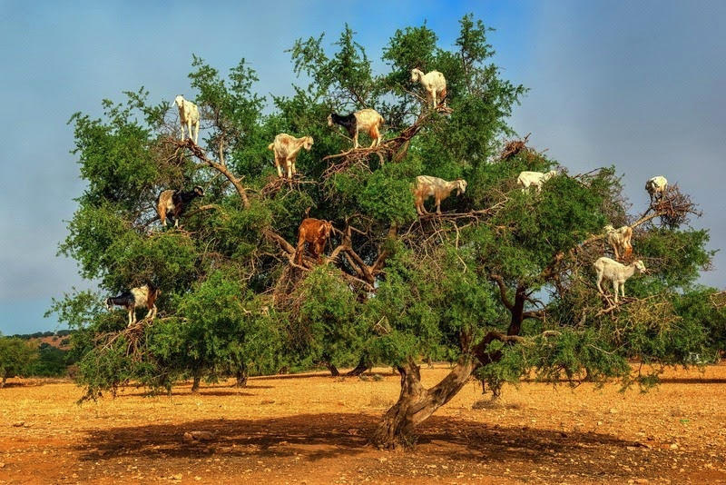 tilestwra.com | Στο Μαρόκο τα δέντρα έχουν περισσότερα κατσίκια από καρπούς.