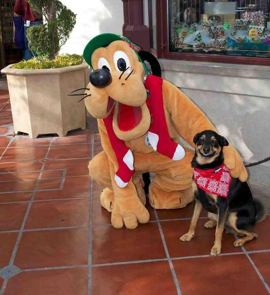 The dog who just met his idol.
