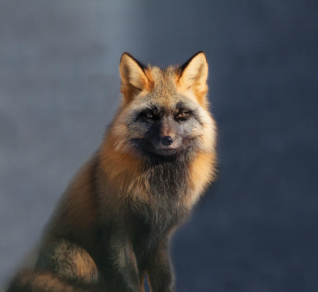 tilestwra.com | 26 υπέροχες φωτογραφίες που αποδεικνύουν πόσο παρεξηγημένο ζώο είναι η αλεπού