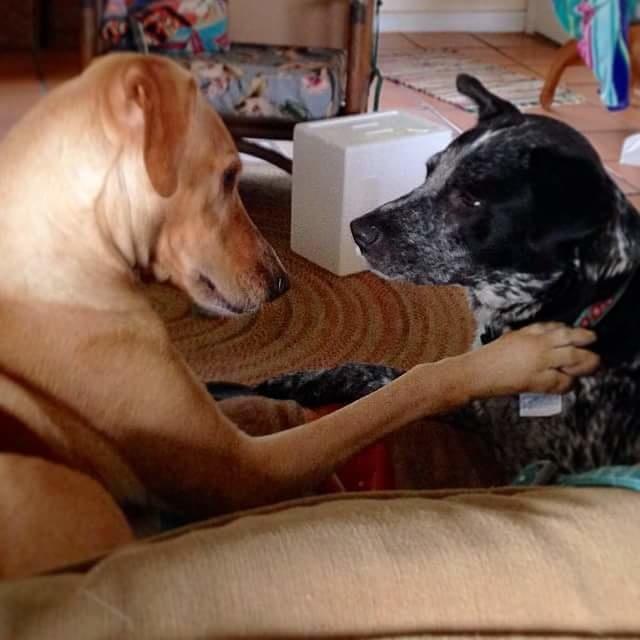 The dog that decided to have an intervention with his best friend.