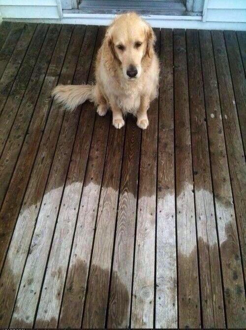 The dog that slept through the rainstorm.