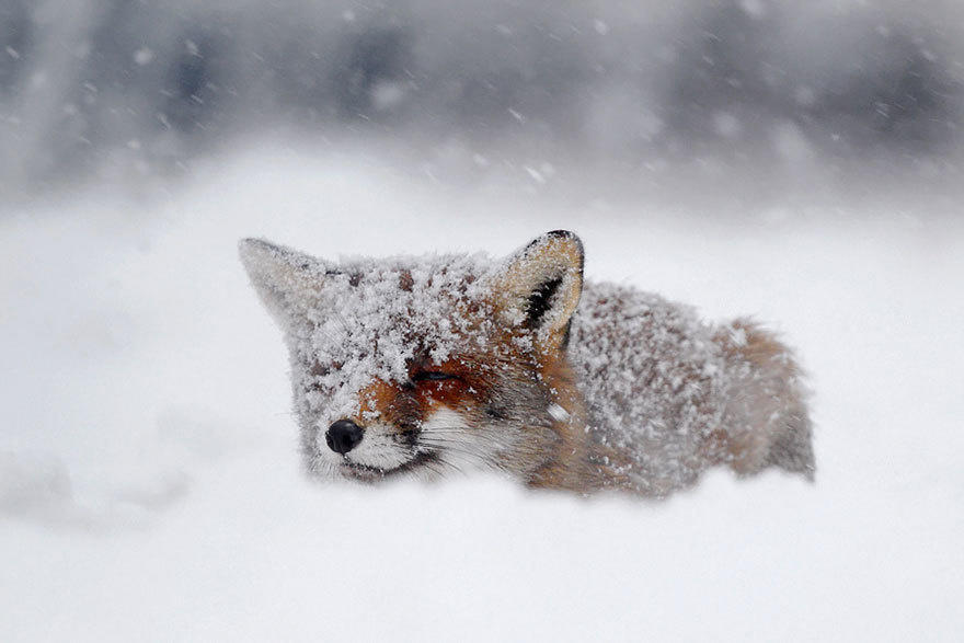 tilestwra.com | 26 υπέροχες φωτογραφίες που αποδεικνύουν πόσο παρεξηγημένο ζώο είναι η αλεπού