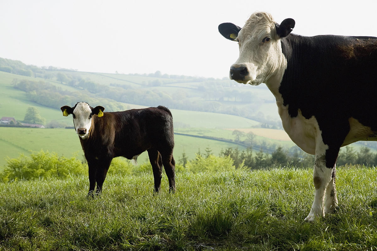 Watch out cows Picture: Getty)
