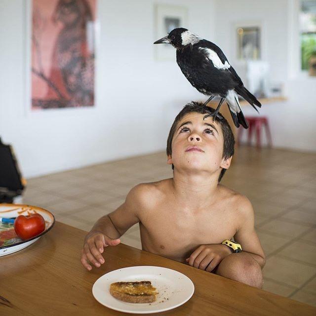 The family who rescued a magpie and made it a beloved member of their household.