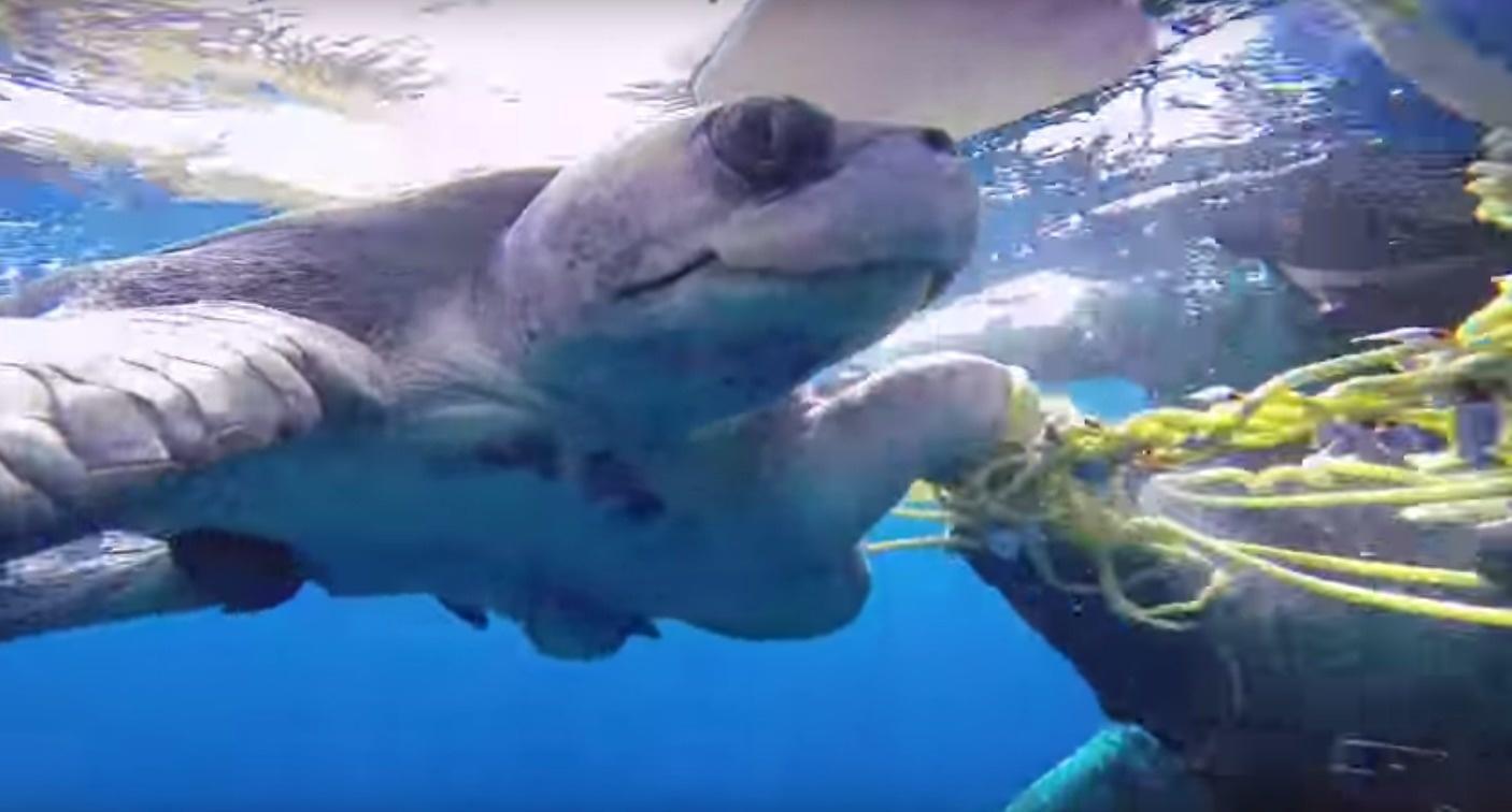 The divers who saved this sea turtle from being tangled in rope.