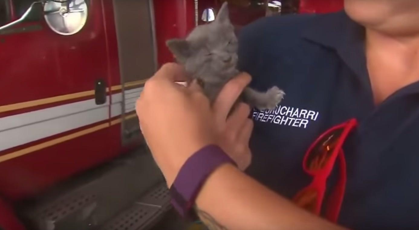 The Miami firefighters who rescued this cat from drowning in a storm drain.