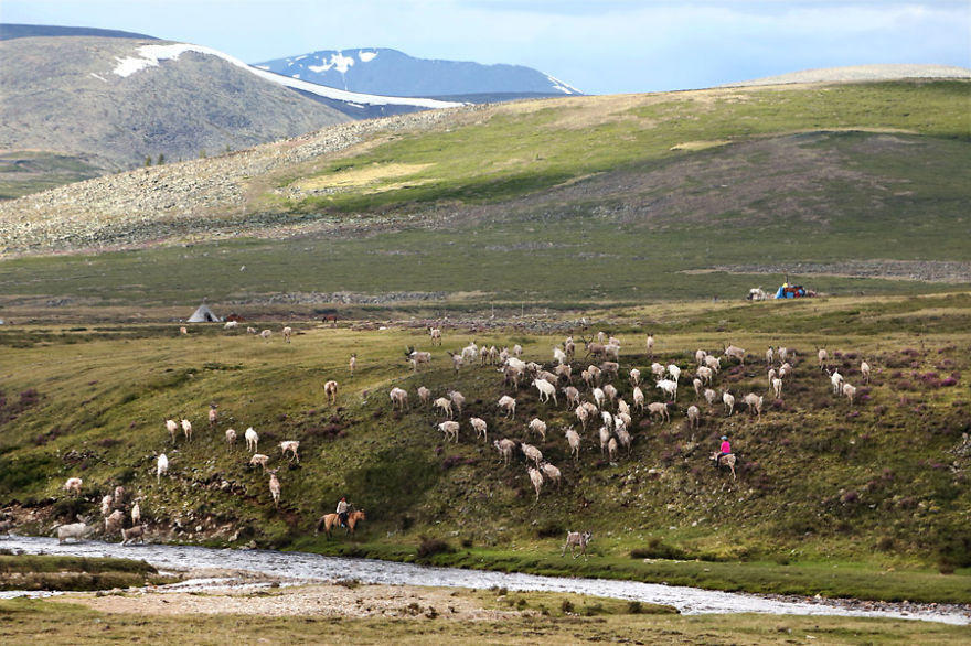 Each day, hundreds of reindeer return to the Tsaatan camps, after spending hours wandering around to find food.