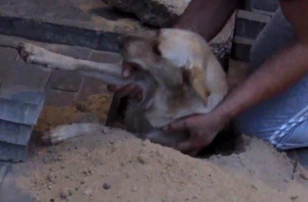 The man who saved this pregnant dog from being buried alive by digging up the city street where she had been entombed.