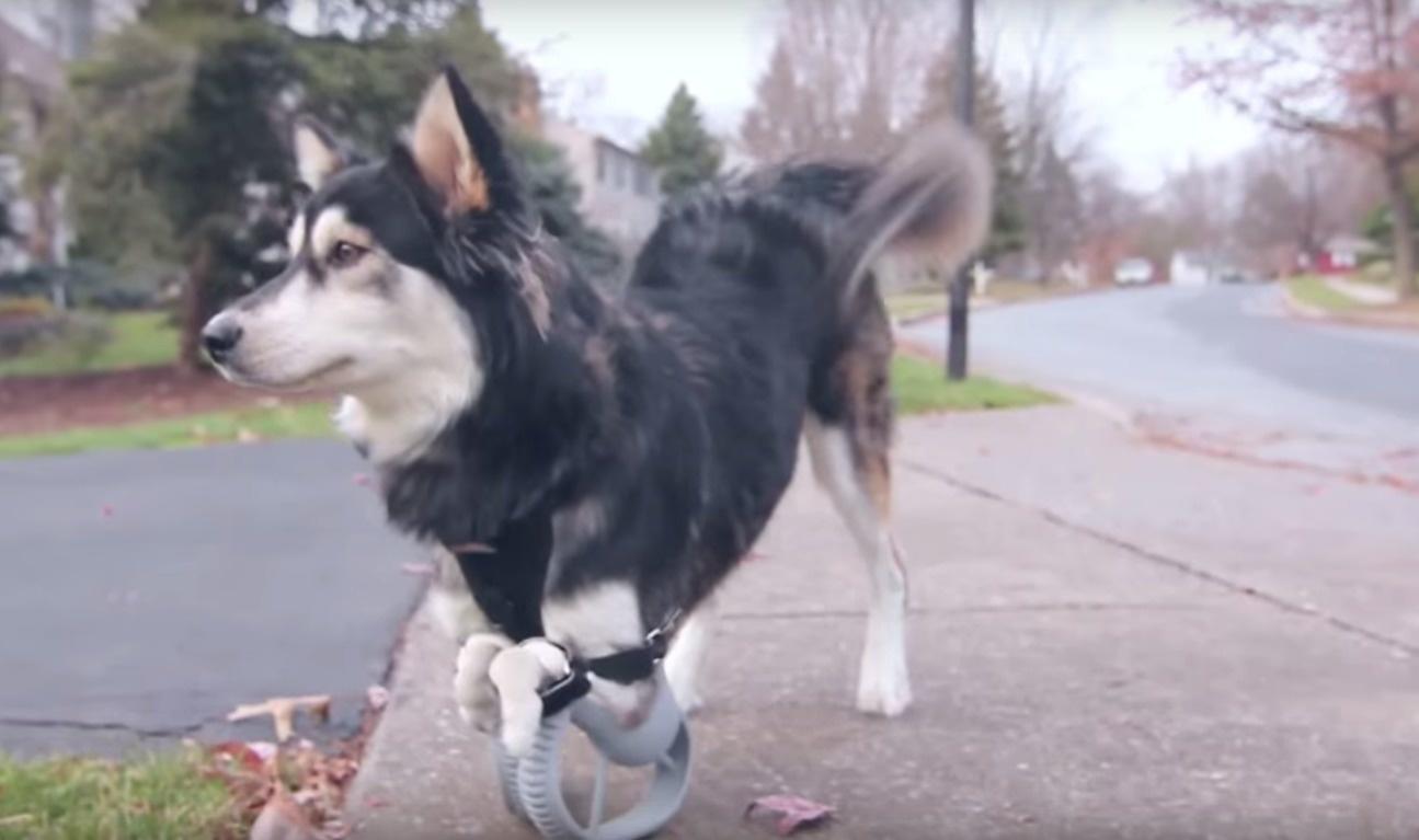 The woman who created unique 3D prosthetics that allowed this dog to run for the first time.