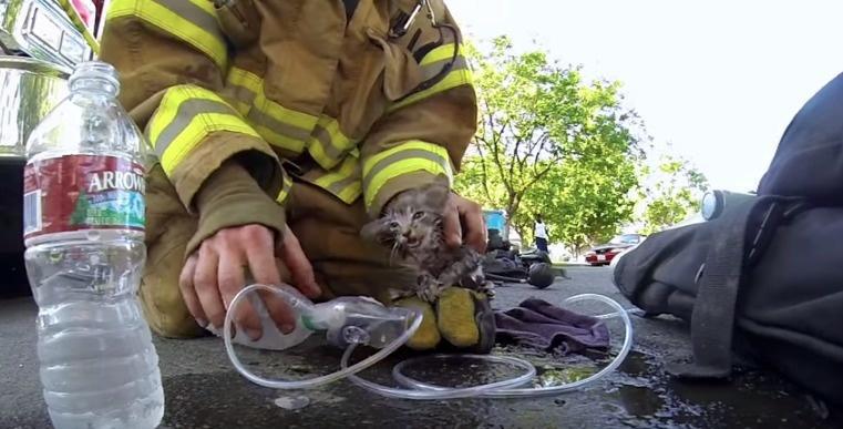 The firefighter that saved a kitten from a fire, and tended to her as if she was a human.