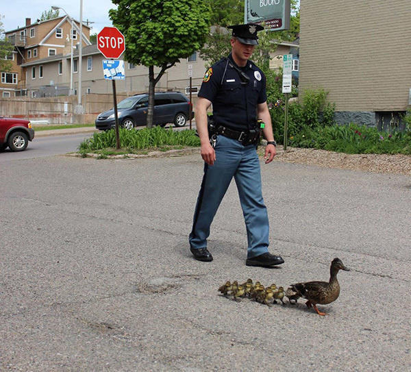 The policeman escorting this family of ducks.