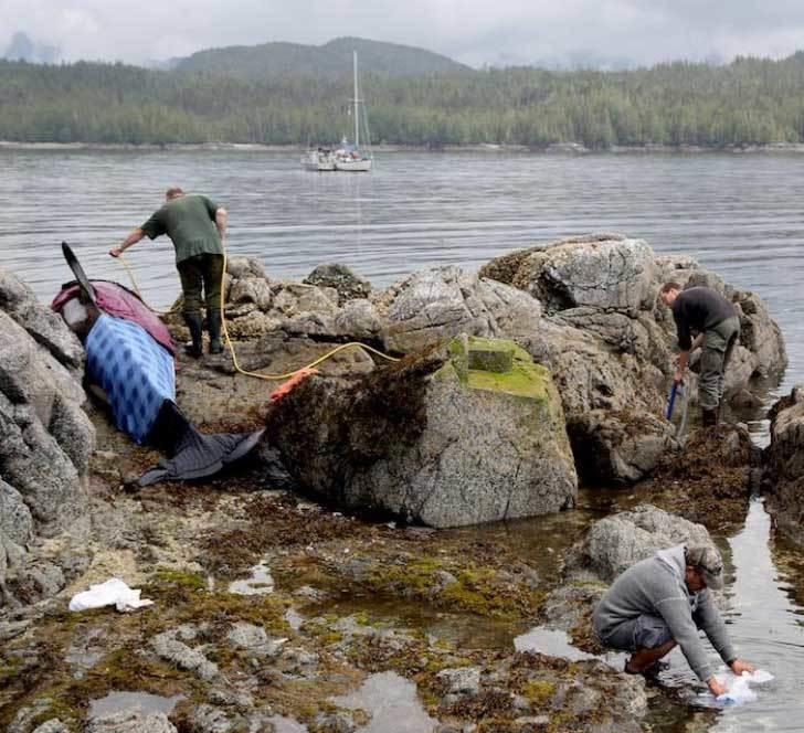 These volunteers who saved a killer whale stranded on the rocks.