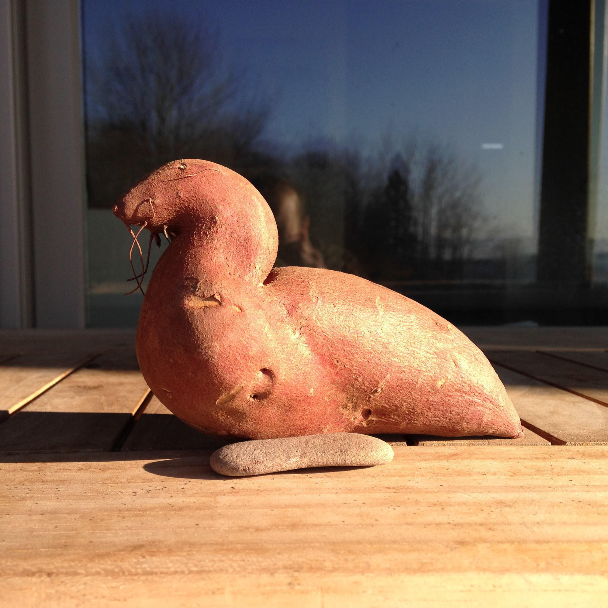 The sweet potato that looks like a seal.
