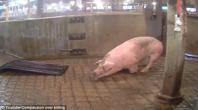 Όταν «γουρούνια» γίνονται οι άνθρωποι – Απίστευτη βαρβαρότητα σε σφαγείο των ΗΠΑ (Βίντεο -Σκληρές εικόνες)