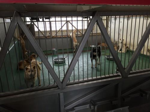 Τα σκυλιά μένουν σε κλουβιά για 2-7 μέρες και αν κανείς δεν τα αναζητήσει τότε οδηγούνται στους θαλάμους