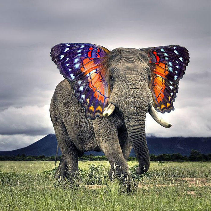 15 Παράξενες διασταυρώσεις ζώων όπως δημιουργήθηκαν στο Photoshop. (φωτογραφίες)