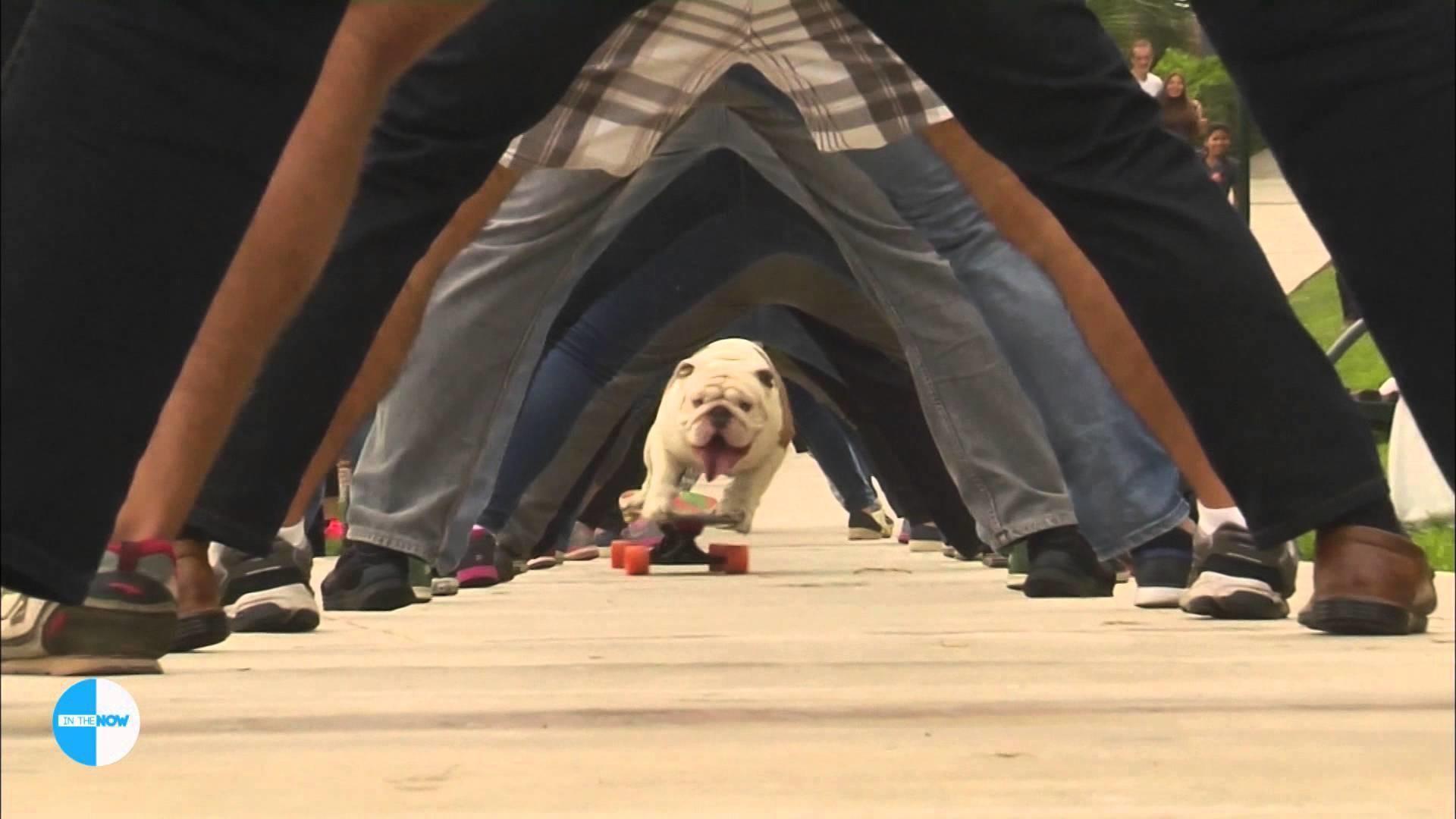 This bulldog made the Guinness Book of World Records for skateboarding, rolling through the legs of about 30 people.