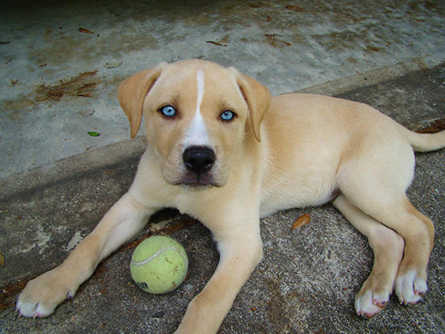 Οι 11 πανέμορφες διασταυρώσεις σκύλων που θα λατρέψει κάθε ζωόφιλος (Εικόνες)