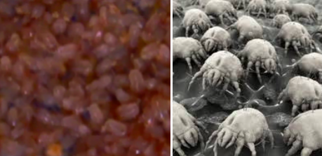 Τρομακτικό βίντεο δείχνει τα χιλιάδες ακάραια που ζουν στο στρώμα και τρώνε το νεκρό δέρμα μας.