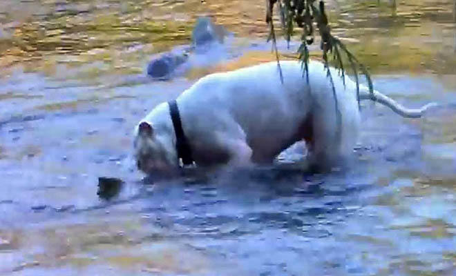 Άφησε ελεύθερα τα δυο Πίτμπουλ σκυλιά του μέσα στο ποτάμι. Τι ανακάλυψαν; Πρέπει να το δείτε! (Βίντεο)