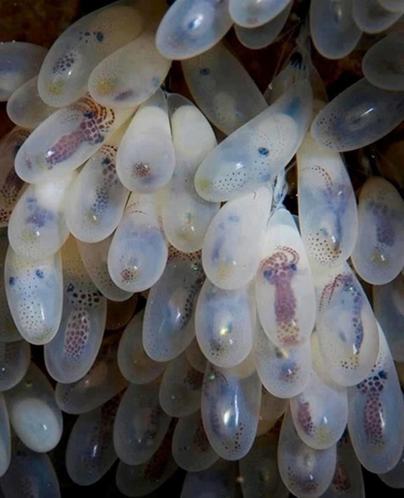 Ever wondered what octopus eggs looked like? 