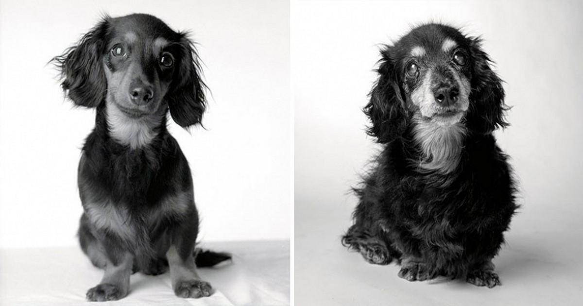 Πως γερνούν οι σκύλοι: ένα φωτογραφικό project που μας συγκίνησε