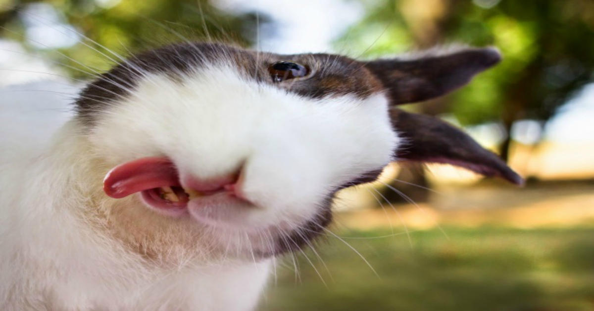 15 Εκπληκτικά Ζώα που Ξέρουν να Βγάζουν Καλύτερες Selfies από την Αφεντιά σου.