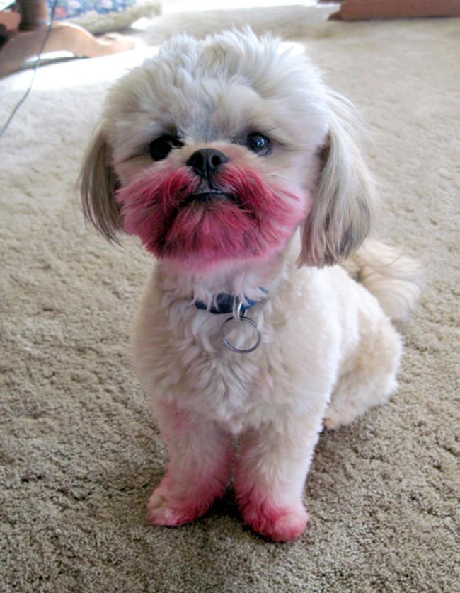 When your dog has been watching too many makeup tutorials. 