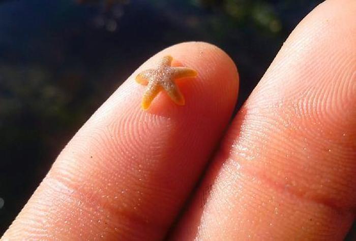 A mini star fish. 