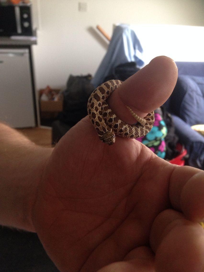 A ring sized snake. 