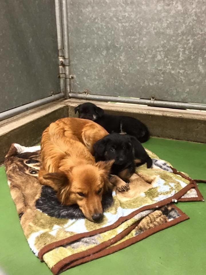 “We’ve never really seen it before, where a dog sneaks out to some puppies and is so excited to see them," said Alex Aldred, who works at the pet motel. What makes this story even sweeter is that the two puppies had recently been rescued -- something tells us that Maggie's comfort let them know that everything was going to be okay.
