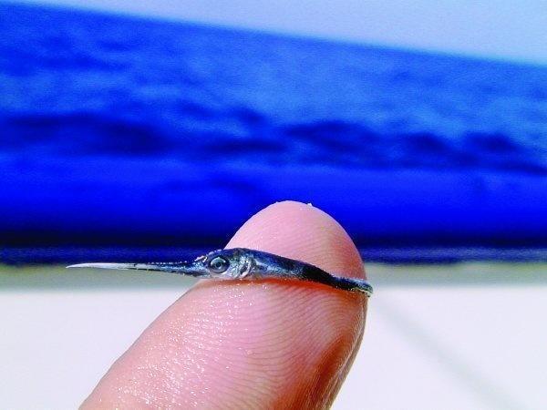 A nail size swordfish. 