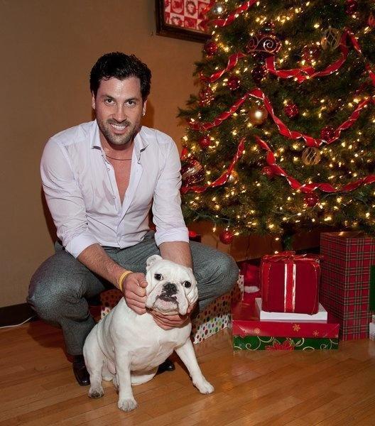 Professional dancer Maksim Chmerkovskiy massages his dog, Sir Sleep-A-Lot Chmerkovskiy, during the holidays. Maksim stated that the name was suiting because "his eyes always look like he's dreaming and he sleeps a lot."