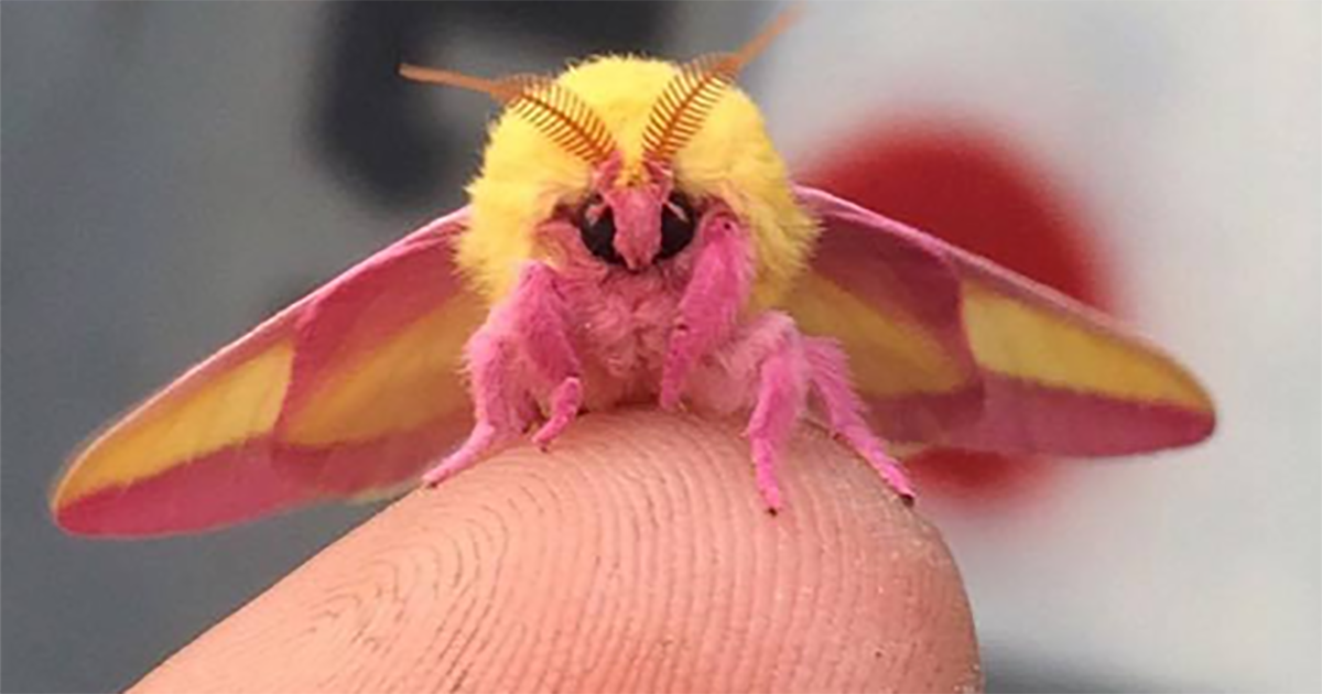 Αυτός ο πολύχρωμος σκόρος είναι το ωραιότερο έντομο στον κόσμο.