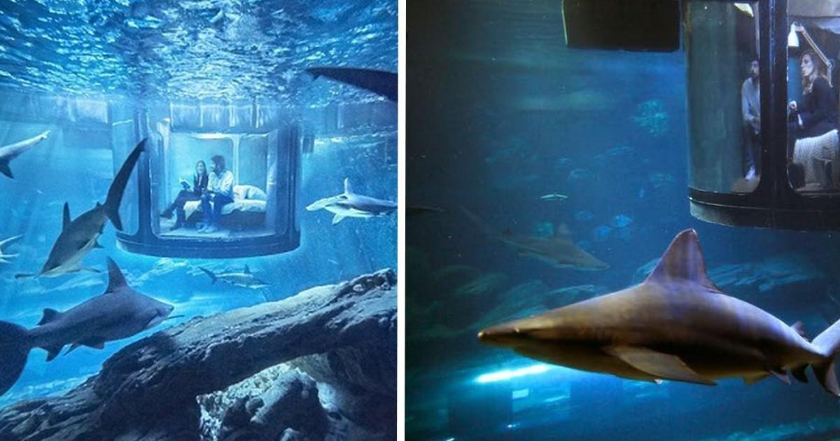 Το ξεχωριστό υπνοδωμάτιο με τους 35 καρχαρίες στο ενυδρείο του Παρισιού! Πώς είναι να κοιμάσαι ανάμεσα στα «τέρατα» της θάλασσας;