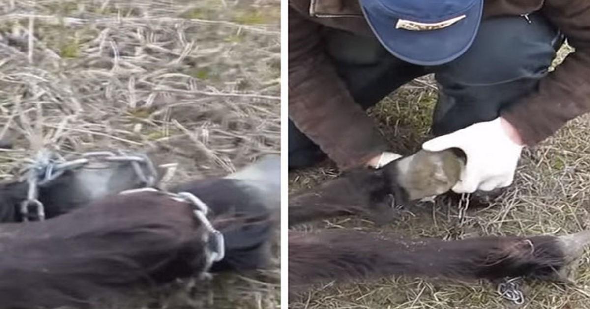 Βρήκε ένα Άλογο με δεμένα πόδια. Δείτε την αντίδρασή του μόλις το ελευθέρωσε! (Βίντεο)