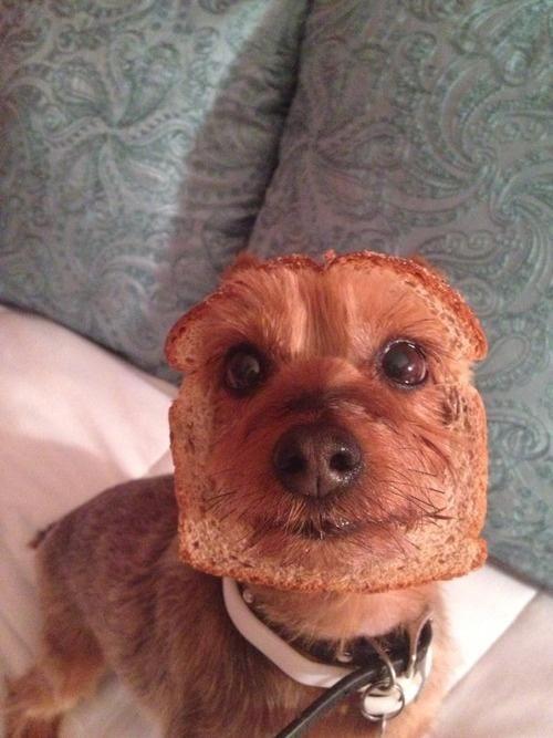 Your friend: "What kind of dog do you have?" You: "Inbread."