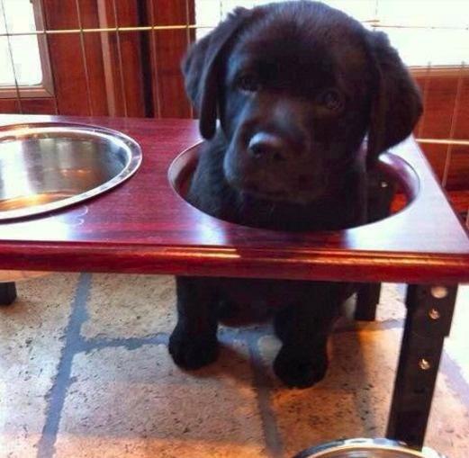 "I could no longer wait for my food, so I became it."