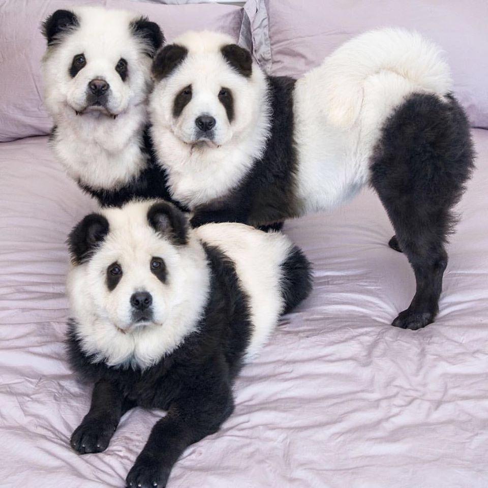 Still, the owners of the panda chow chows say the criticism is unfounded. 