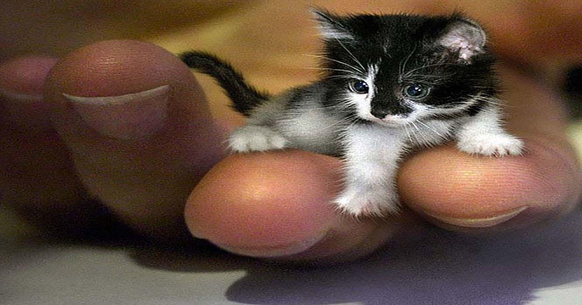 7 από τα πιο μικροσκοπικά ζώα του κόσμου