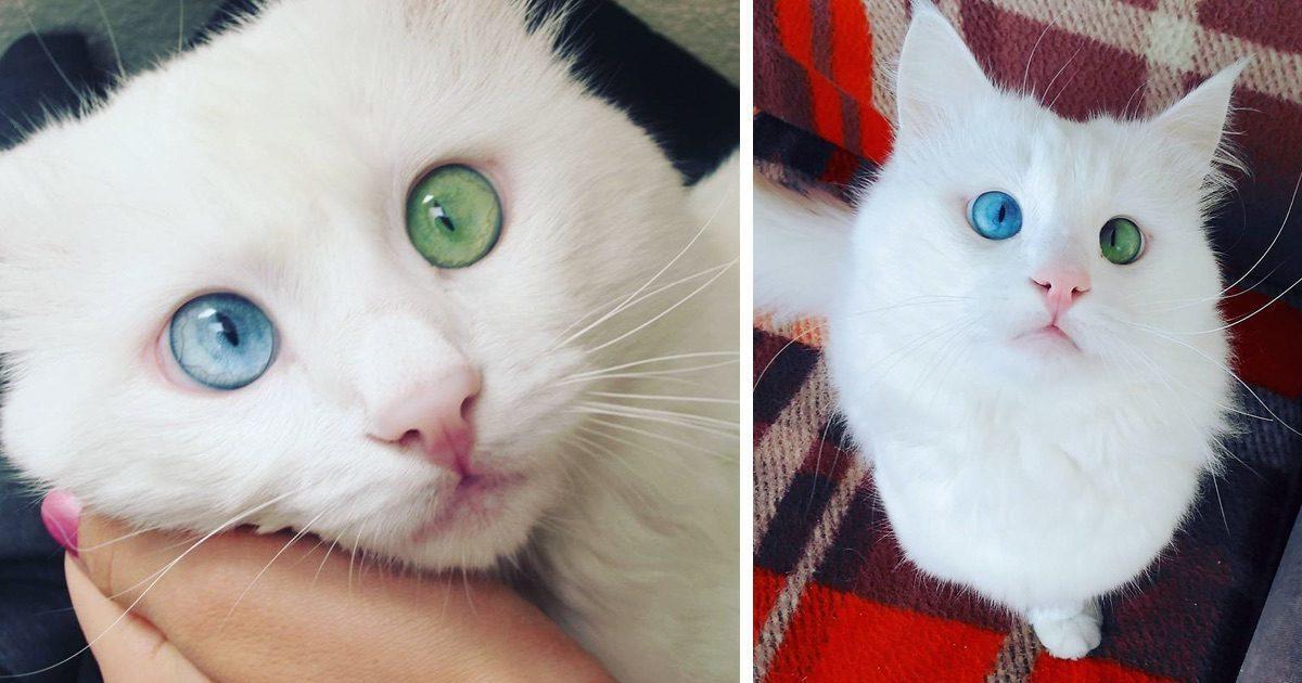 Αυτή η γάτα έχει τα ομορφότερα μάτια διαφορετικού χρώματος που είδαμε ποτέ.