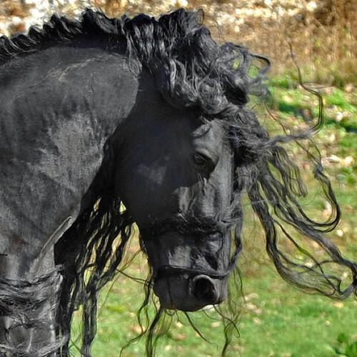 Ο Μέγας Φρειδερίκος και η απίστευτη χαίτη του - ίσως το πιο όμορφο άλογο που έχετε δει...