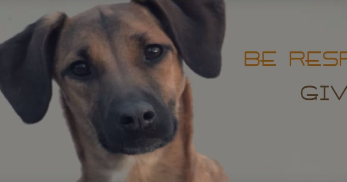 Αυτό το βίντεο ΠΡΕΠΕΙ να το δουν όσοι έχουν σκύλο! (και όχι μόνο)