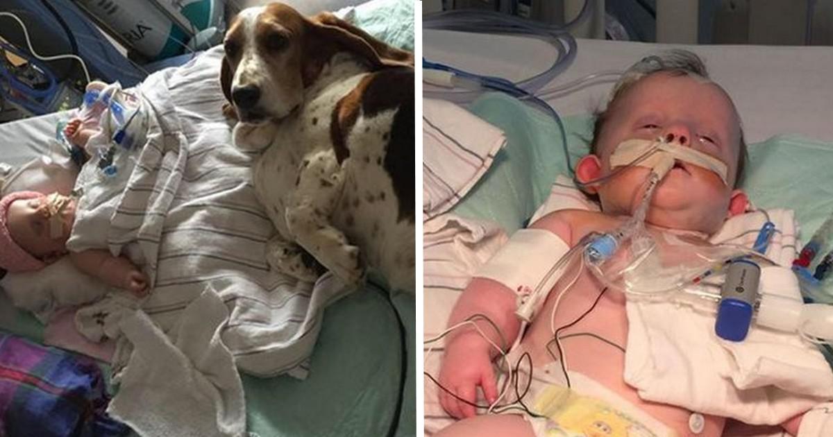 Ο σκύλος αυτός αρνείται να εγκαταλείψει τη μόλις 5 μηνών Νόρα που υπέστη εγκεφαλικό