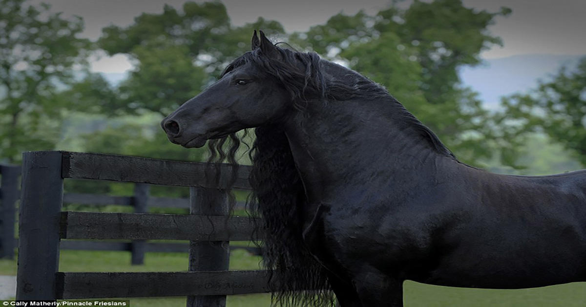 Μέγας Φρειδερίκος: Αυτό είναι το ομορφότερο άλογο του πλανήτη