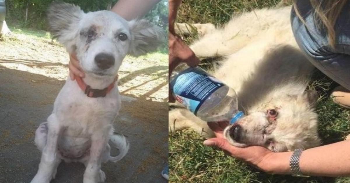 Τα κατάφερε η σκυλίτσα που βασανίστηκε φρικτά από 65χρονο στο Παλαιόκαστρο Σερρών