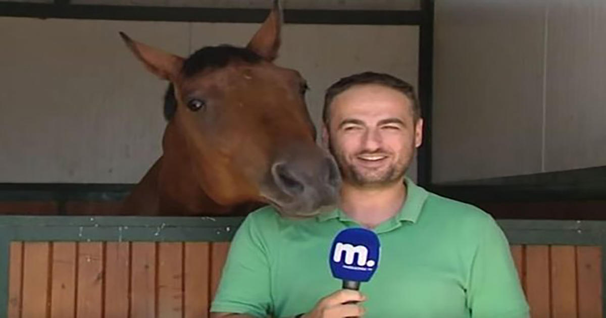 Άλογο με «ορμές» παρενοχλεί ρεπόρτερ του TV Μακεδονία που προσπαθεί να κάνει ρεπορτάζ